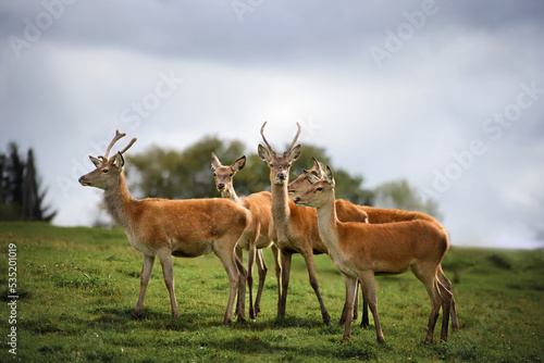 group of young deer on a field in autumn