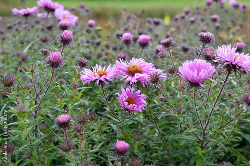 pink flowers in the field in rainy day