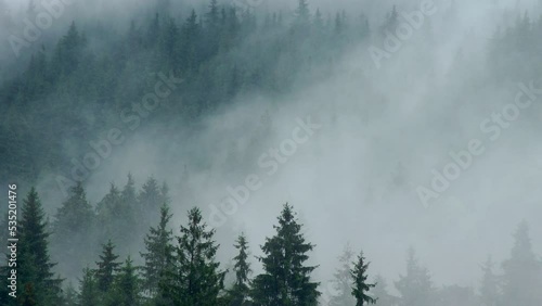 Timelapse rainy weather mountains misty fog forest tree wood pine photo