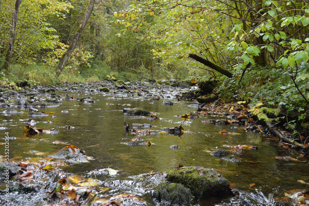 small river in the forest with autumn leafs in water small river in the forest with autumn leafs in water