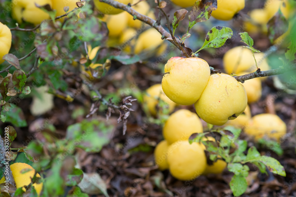 Close-up of ripe yellow fruits of the Japanese quince (Cydonia) on a branch of a bush in autumn garden. ( (Cydonia oblonga)