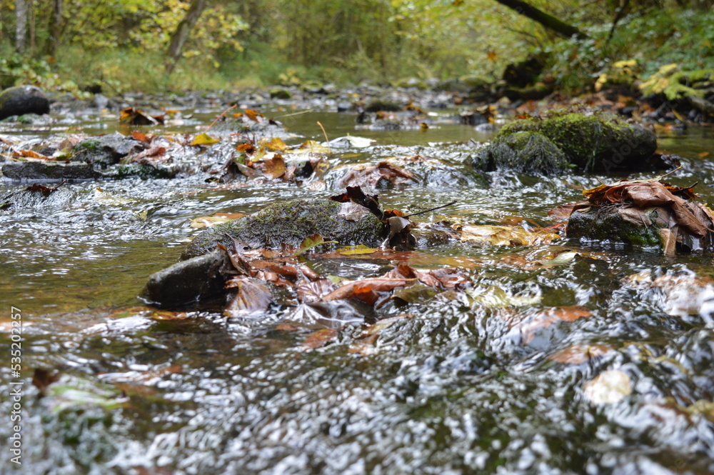 river in autumn with leafs in water river in autumn with leafs in water