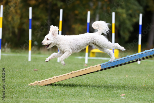 Working hungarian sheepdog running agility obstacle dog walk with contact zone. Cool and fast hungarian pumi dog running at agility competition at autumn time. Crazy funny pumi running in th park