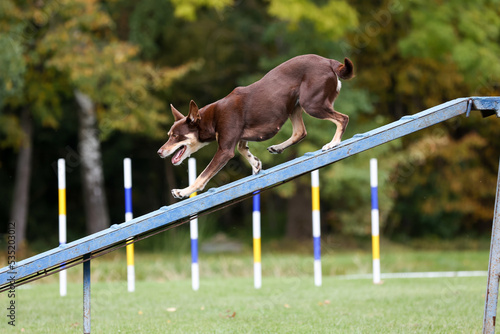 Working australian kelpie breed dog running agility obstacle dog walk with contact zone. Agility competition, dog sport with fluffy and fast brown and tan herder kelpie dog. National Austalian breed photo