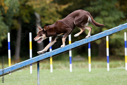 Working australian kelpie breed dog running agility obstacle dog walk with contact zone. Agility competition, dog sport with fluffy and fast brown and tan herder kelpie dog. National Austalian breed