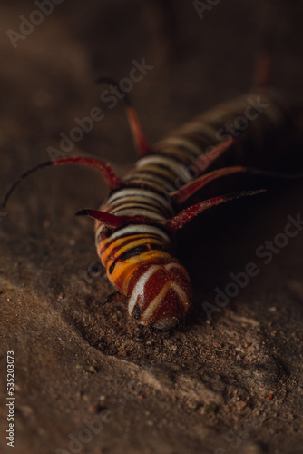 Macro photo of caterpillar on the ground detail and sharp with black, orange, and white pattern and poisonous thorns the body. This animal is poisonous if touched the thorns on the body