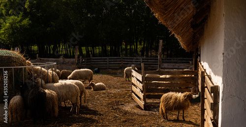 racka, Hortobágy Racka Sheep in shed outdoor farm photo