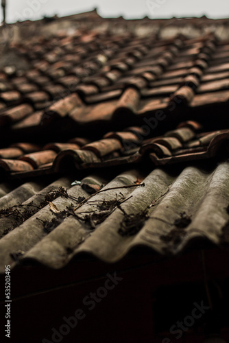 Dry mango branches straggle on old roof tiles during the day. Perfect for background wallpaper