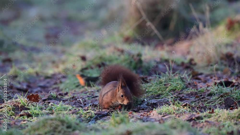 Red squirrel looking for food on a forest meadow with a robin in the background, european red squirrel, january, north rhine westphalia, (sciurus vulgaris), germany Red squirrel looking for food on a forest meadow with a robin in the background, european red squirrel, january, north rhine westphalia, (sciurus vulgaris), germany
