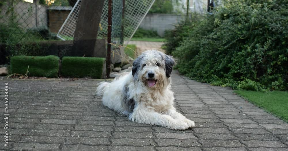 Large unkempt white fur dog sitting in a house yard. Real time, no people Large unkempt white fur dog sitting in a house yard. Real time, no people