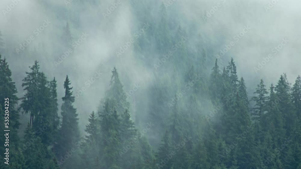 Timelapse rainy weather mountains misty fog forest tree wood pine Timelapse rainy weather mountains misty fog forest tree wood pine