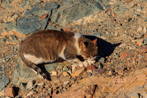 Stray cat in Sinai desert, Egypt