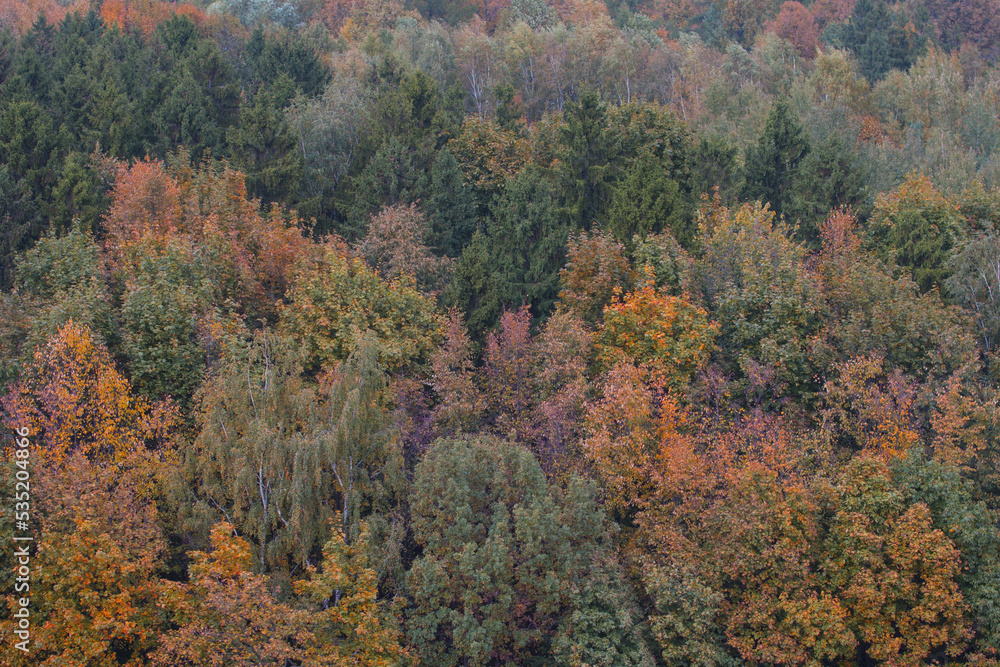 Autumn trees top view. Yellowed tree crowns, golden autumn Autumn trees top view. Yellowed tree crowns, golden autumn