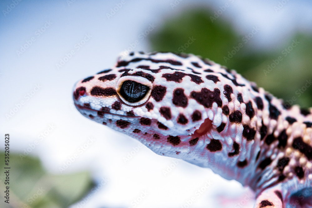 leopard gecko leopard gecko
