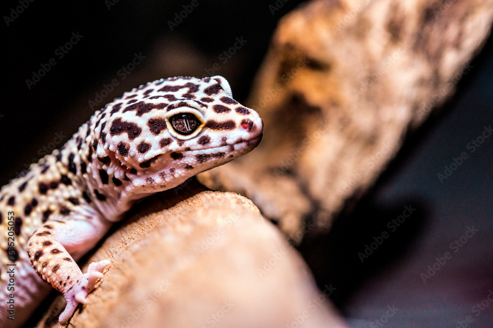 Naklejka premium leopard gecko