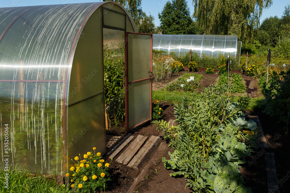 polycarbonate greenhouse in the garden. Greenhouse with an open door in the vegetable garden.