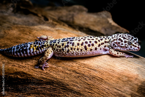 leopard gecko