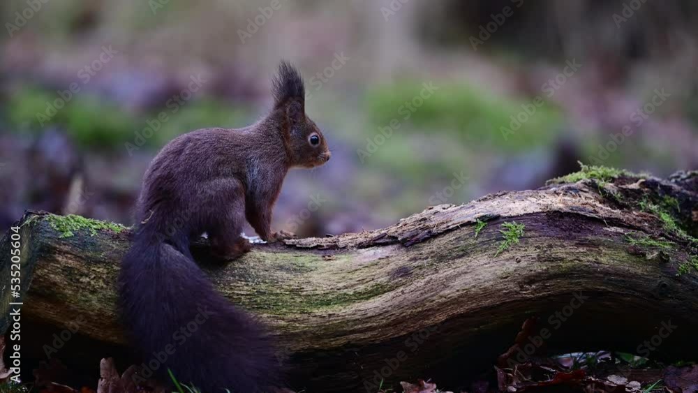 Red squirrel sitting on a dead wood eating sunflower seeds and looking attentively, european red squirrel, January, north rhine westphalia, (sciurus vulgaris), germany Red squirrel sitting on a dead wood eating sunflower seeds and looking attentively, european red squirrel, January, north rhine westphalia, (sciurus vulgaris), germany