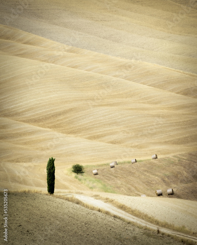 lone cypress tree in val d'orcia, tuscany, italy photo