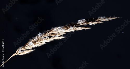 White snowflakes on dry grass isolated on black background.