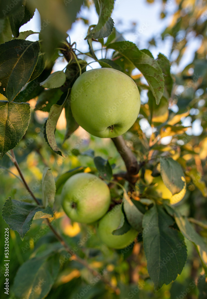 Ripe apples on the branches of a tree.