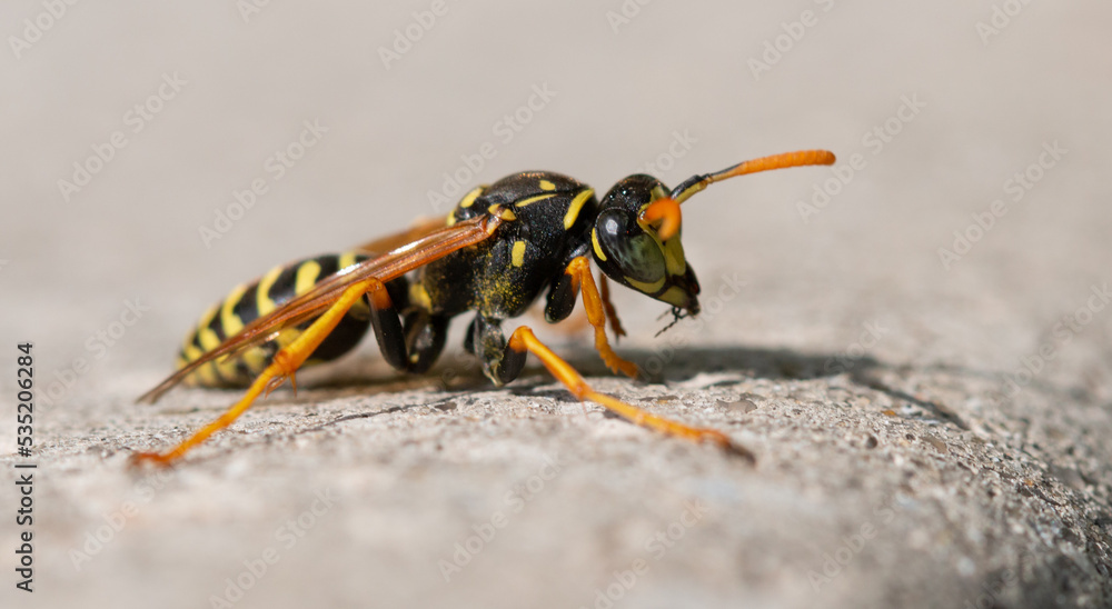 Obraz premium Wasp on a concrete wall.