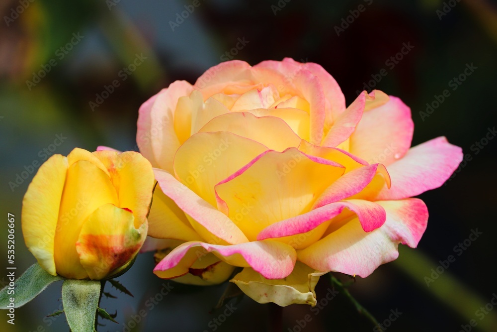 Blüte einer gelben Rose mit Rändern in pink Blüte einer gelben Rose mit Rändern in pink