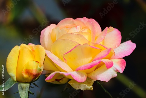 Blüte einer gelben Rose mit Rändern in pink