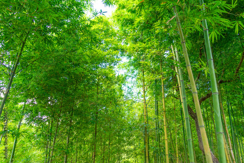 Bamboo forest in Mu Cang Chai, Yen Bai, Vietnam. Beautiful green natural background. Nature and background concept.