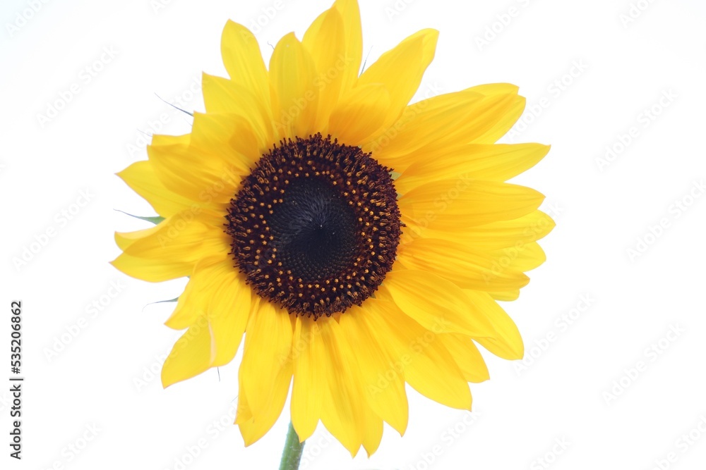 gelbe Blüter der Sonnenblume freigestellt gelbe Blüter der Sonnenblume freigestellt