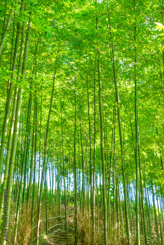 Bamboo forest in Mu Cang Chai, Yen Bai, Vietnam. Beautiful green natural background. Nature and background concept.