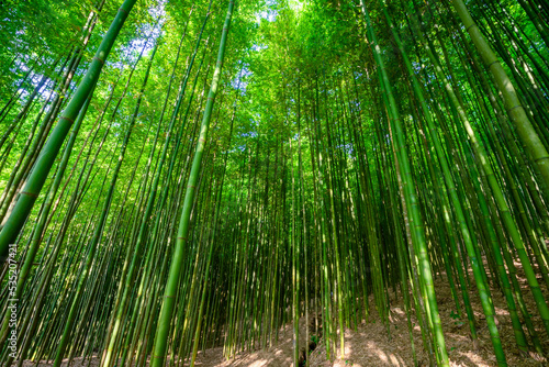 Bamboo forest in Mu Cang Chai  Yen Bai  Vietnam. Beautiful green natural background. Nature and background concept.