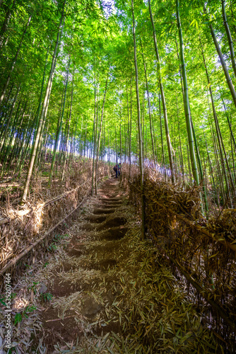 Bamboo forest in Mu Cang Chai  Yen Bai  Vietnam. Beautiful green natural background. Nature and background concept.