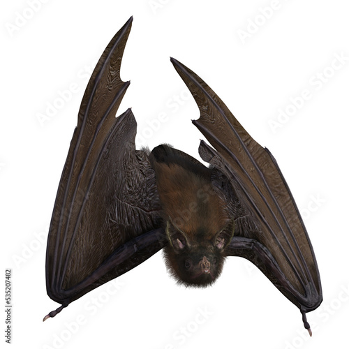 Halloween Vampire Bat on PNG Transparent Background photo