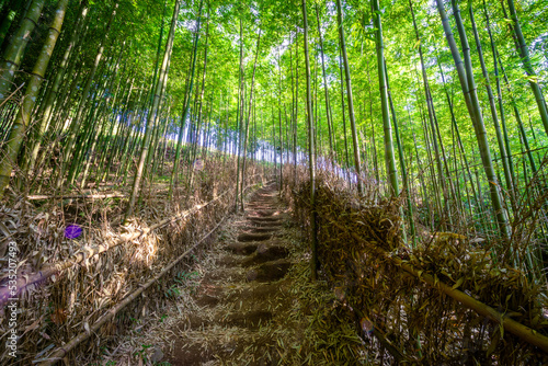 Bamboo forest in Mu Cang Chai  Yen Bai  Vietnam. Beautiful green natural background. Nature and background concept.