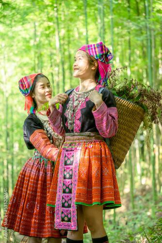 People H mong ethnic minority with colorful costume dress walking in bamboo forest in Mu Cang Chai  Yen Bai province  Vietnam. Vietnamese bamboo woods. High trees in the forest