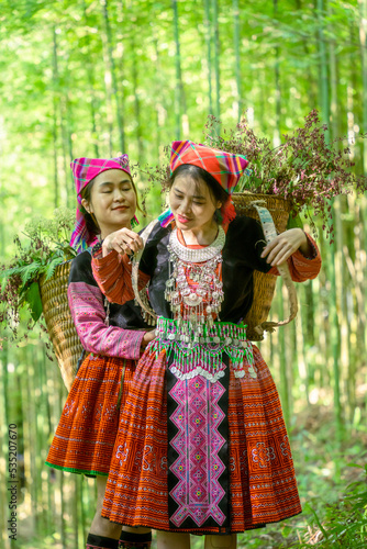 People H'mong ethnic minority with colorful costume dress walking in bamboo forest in Mu Cang Chai, Yen Bai province, Vietnam. Vietnamese bamboo woods. High trees in the forest