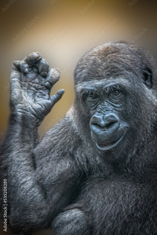 a gorilla waving its hand