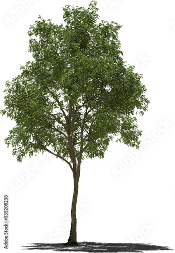 robinia tree 1