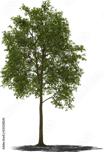 robinia tree 2 photo
