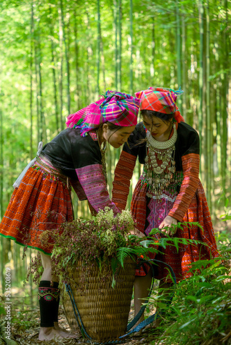 People H'mong ethnic minority with colorful costume dress walking in bamboo forest in Mu Cang Chai, Yen Bai province, Vietnam. Vietnamese bamboo woods. High trees in the forest photo