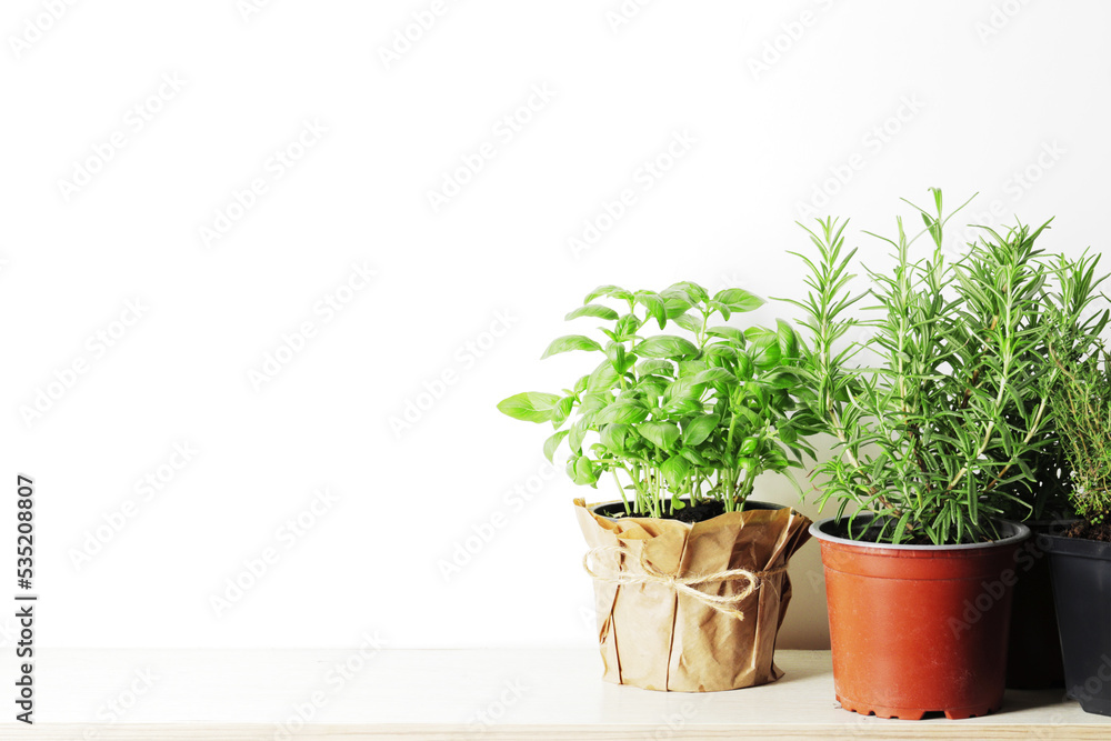 Fototapeta premium Fresh herbs in garden pots on a light background with place for text