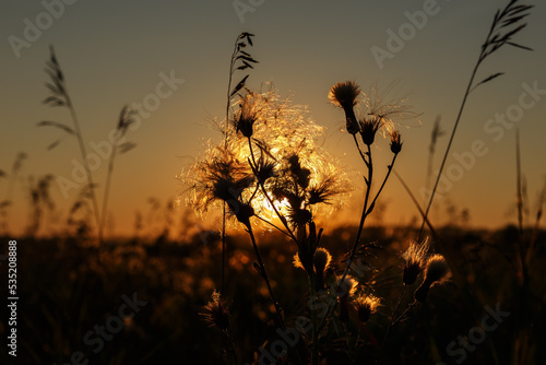 Wild grass in nature on a sunset background. grass silhouette against sunset