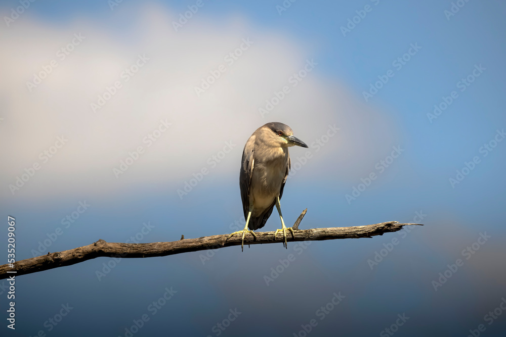 The black-crowned night heron (Nycticorax nycticorax) resting on a tree The black-crowned night heron (Nycticorax nycticorax) resting on a tree