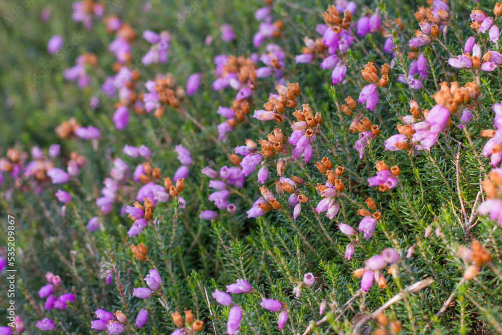 Naklejka premium heather in the field