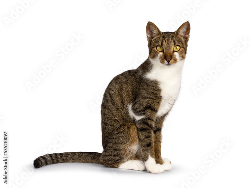 Fotografie Pretty brown tabby with white  house cat, sitting side ways