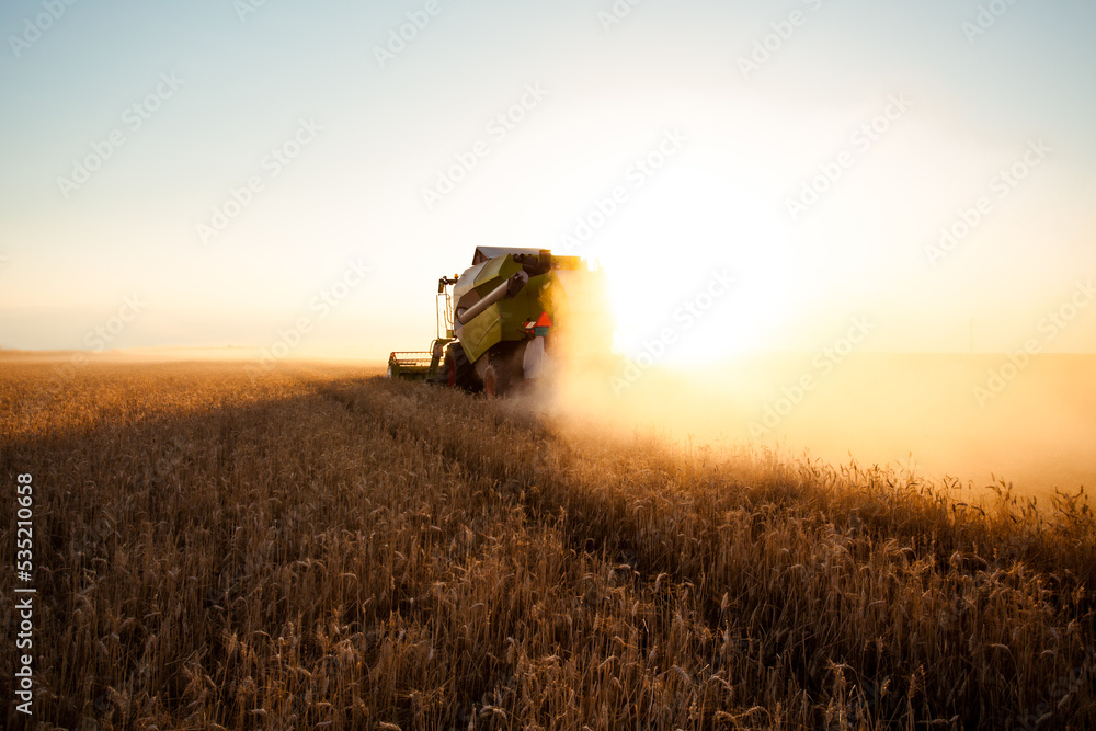 Naklejka premium Combine harvester at gold light in agriculture fields with wheat