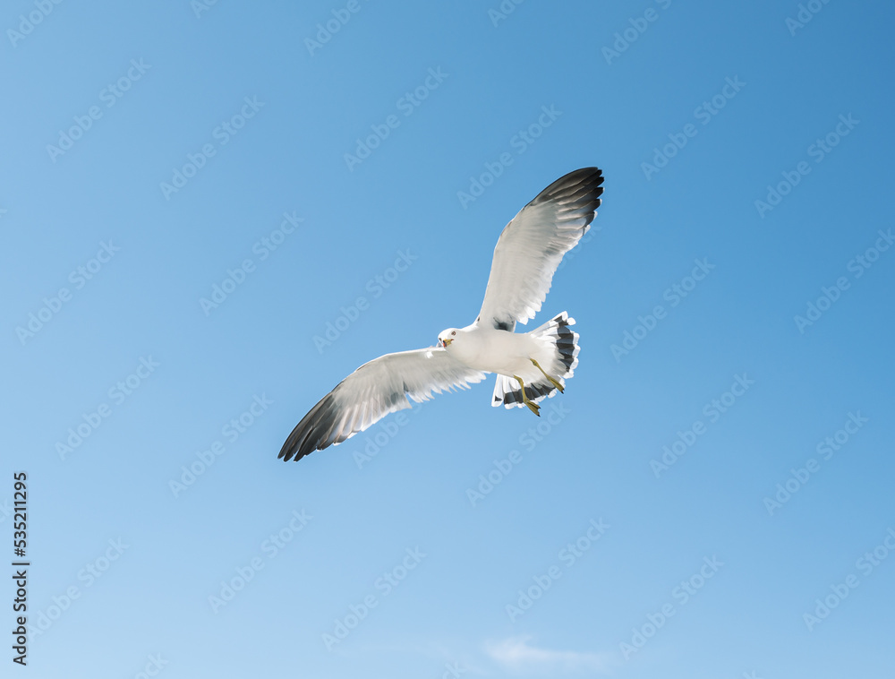 Obraz premium Flying seagull over blue sky.