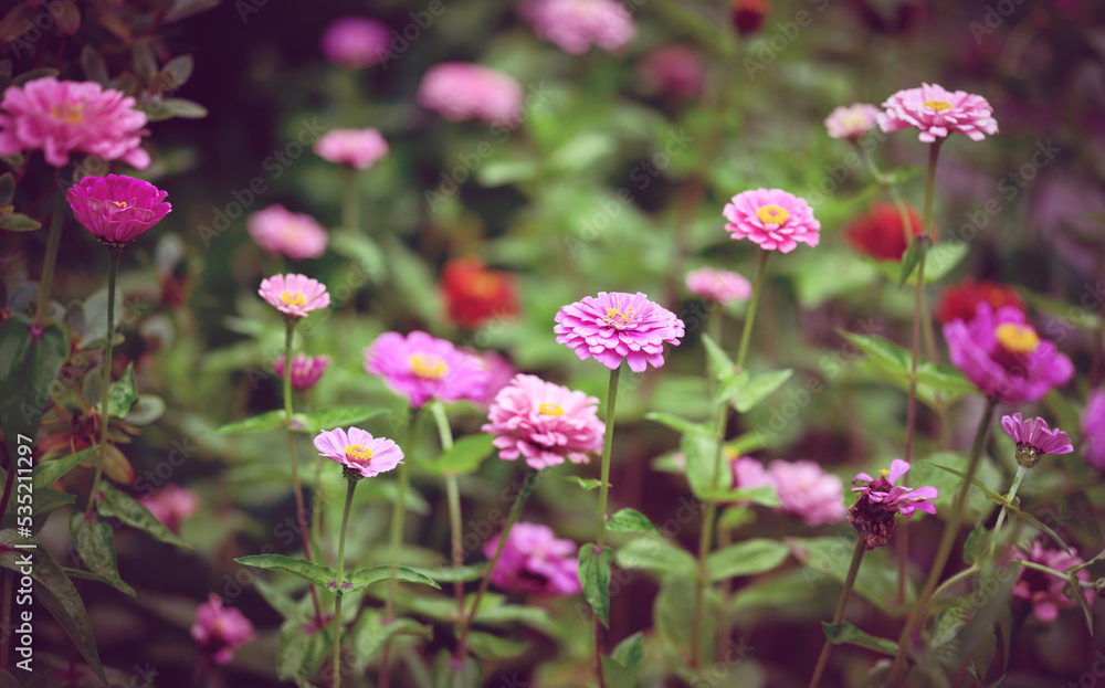 Flowers of Zinnia in the garden. Selective focus with shallow depth of field. Flowers of Zinnia in the garden. Selective focus with shallow depth of field.