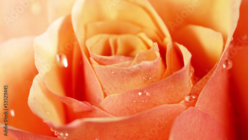 Tableau sur toile Orange rose flower with a small drop of water.